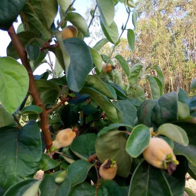 Ramos de um marmeleiro carregados de marmelos ainda verdes, com árvores altas ao fundo.
