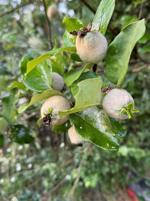 Marmelos cobertos de penugem, presos ao ramo entre folhas verdes.